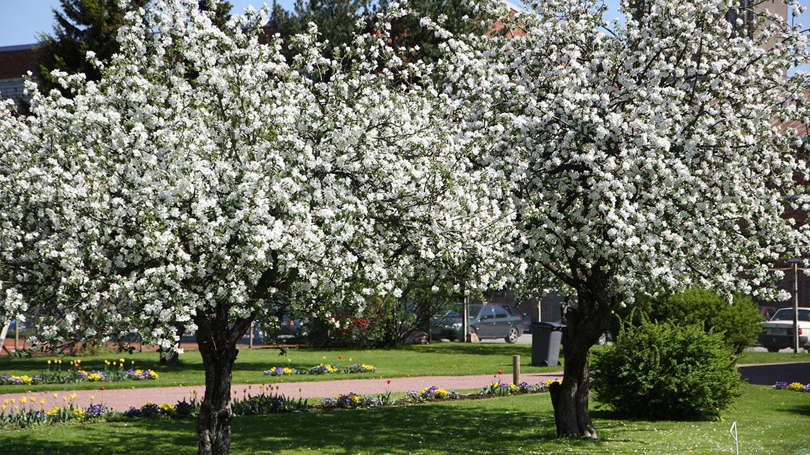Omenapuu on sekä kaunis että hyödyllinen puu kotipuutarhaan. (Kuva: Puutarha.net)