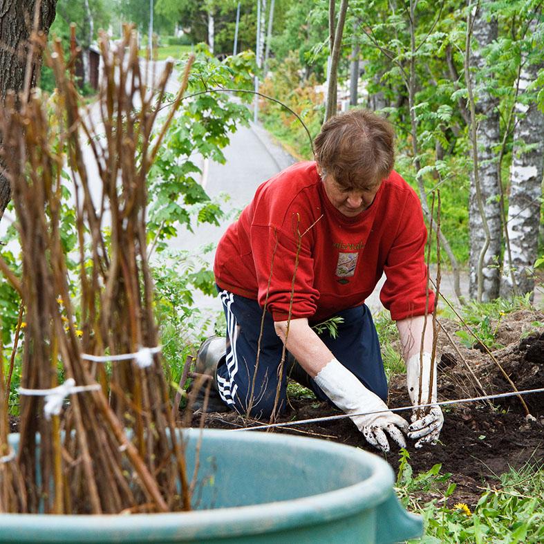 Hyvin kastellut taimet istutetaan valmiiksi kaivettuun ojanteeseen. Oikean taimivälin säilyttämisessä voi käyttää apuna mittalautaa. (Kuva: Puutarha.net)