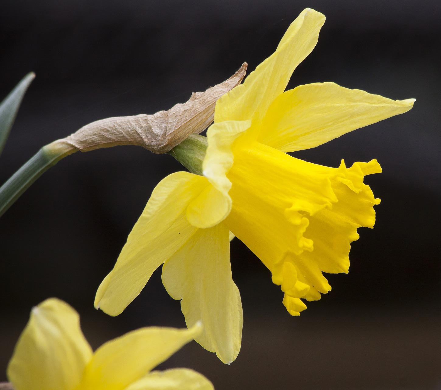 <p data-block-key="45ejo">Keltanarsissi eli pääsiäislilja (Narcissus pseudonarcissus) (Kuva: Pixabay)</p>
