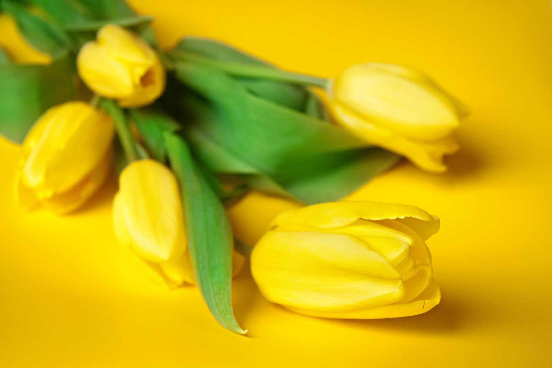 Keltaiset tulppaanit tuovat kotiin pirteää pääsiäistunnelmaa. Niiden pariksi sopivat hyvin pajun- tai koivunoksat. (Kuva: Pixabay)