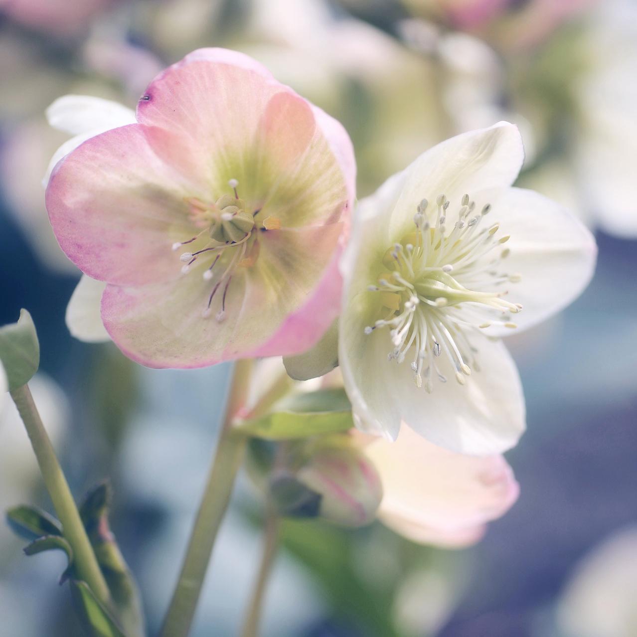 Jouluruusun voi istuttaa keväällä puutarhaan. (Kuva: Pixabay)