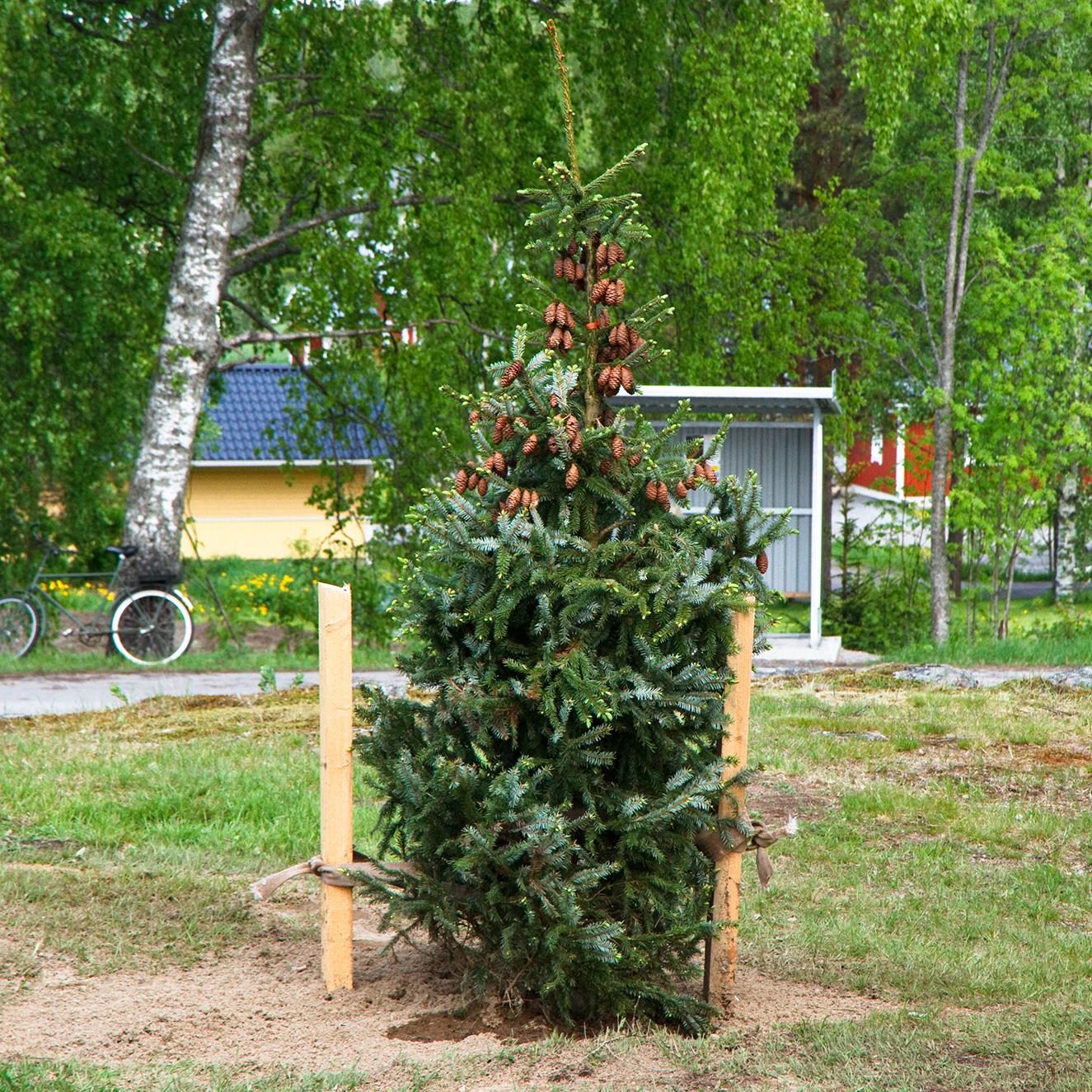 Puu on tuettu ja lopuksi vielä kasteltu. (Kuva: Puutarha.net)