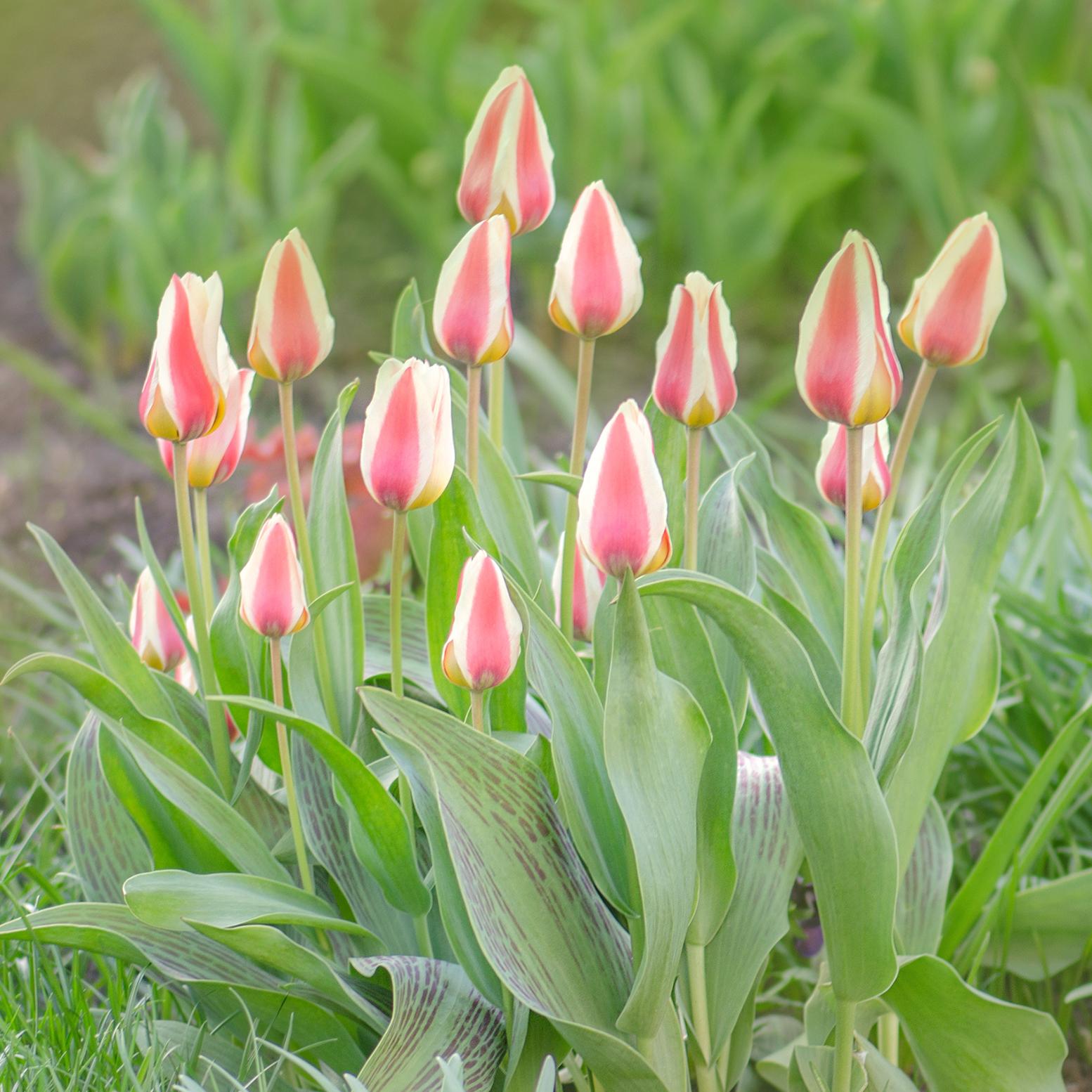 Tulipa greigii 'Mary Ann' (Kuva: Adobe Stock)