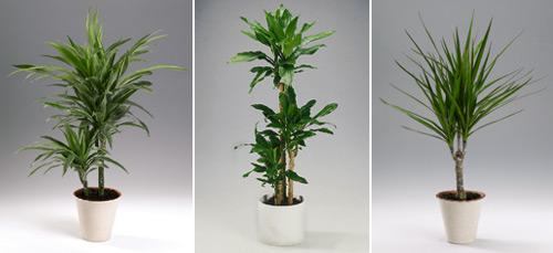 Suppu- (Dracaena deremensis), tuoksu- (D. fragrans) ja reunustraakkipuu (D. marginata) (Kuvat: Floradania)