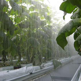 Biolanin kehittämän Novarbo-järjestelmän käyttö nostaa kasvihuonevihanneksilla satotasoa jopa 10–40 prosenttia kasvista riippuen. (Kuva: Biolan)