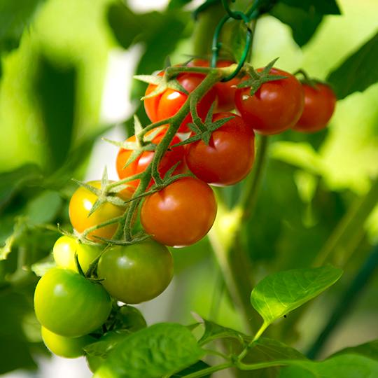 Haluaisitko sinäkin kasvattaa itse tomaatteja? (Kuva: Biolan)