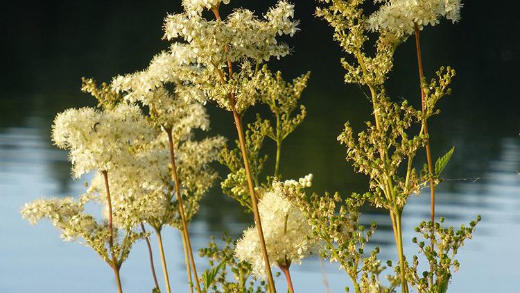 Mesiangervon kukkia on perinteisesti käytetty myös maustamaan erilaisia juomia. Kukka- ja lehtiteetä käytetään vilustumissairauksien hoitoon. Mesiangervon lehdet on hyvä hiostaa ennen käyttöä. (Kuva: Pixabay)