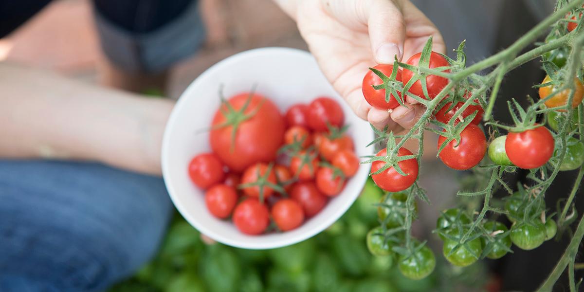 Tomaatit kypsyvät helposti parveekkeella tai pihalla aurinkoisessa paikassa. (Kuva: Biolan)