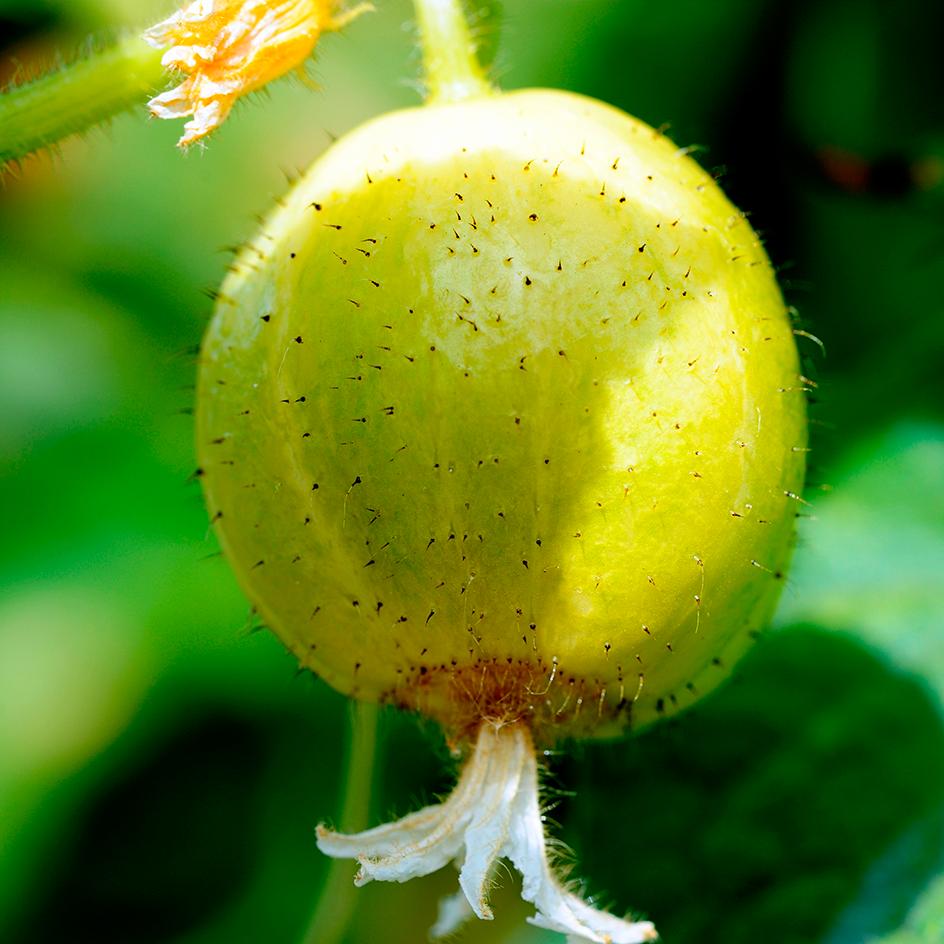 Sitruunakurkku (Kuva: Adobe Stock)