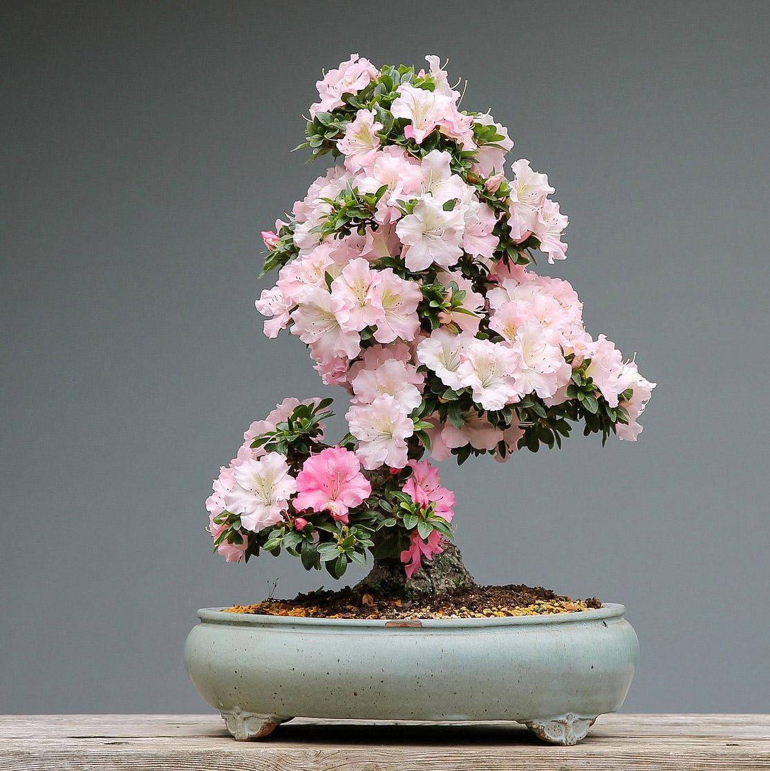 Kukkiva ruukkuatsalea on upea bonsai. Atsalean voi muotoilla mihin tahansa muotoon. (Kuva: Pixabay)