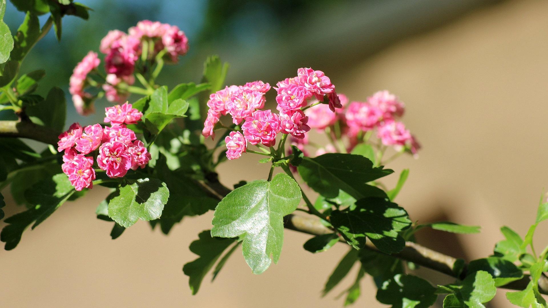 Ruusuorapihlajan tiheän kerrannaiset kukat muodostavat tiiviin tertun.
