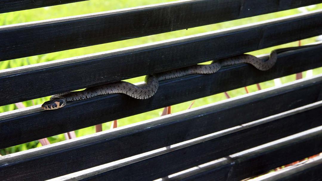 Käärme tuli kylään: voiko se olla vaarallinen?