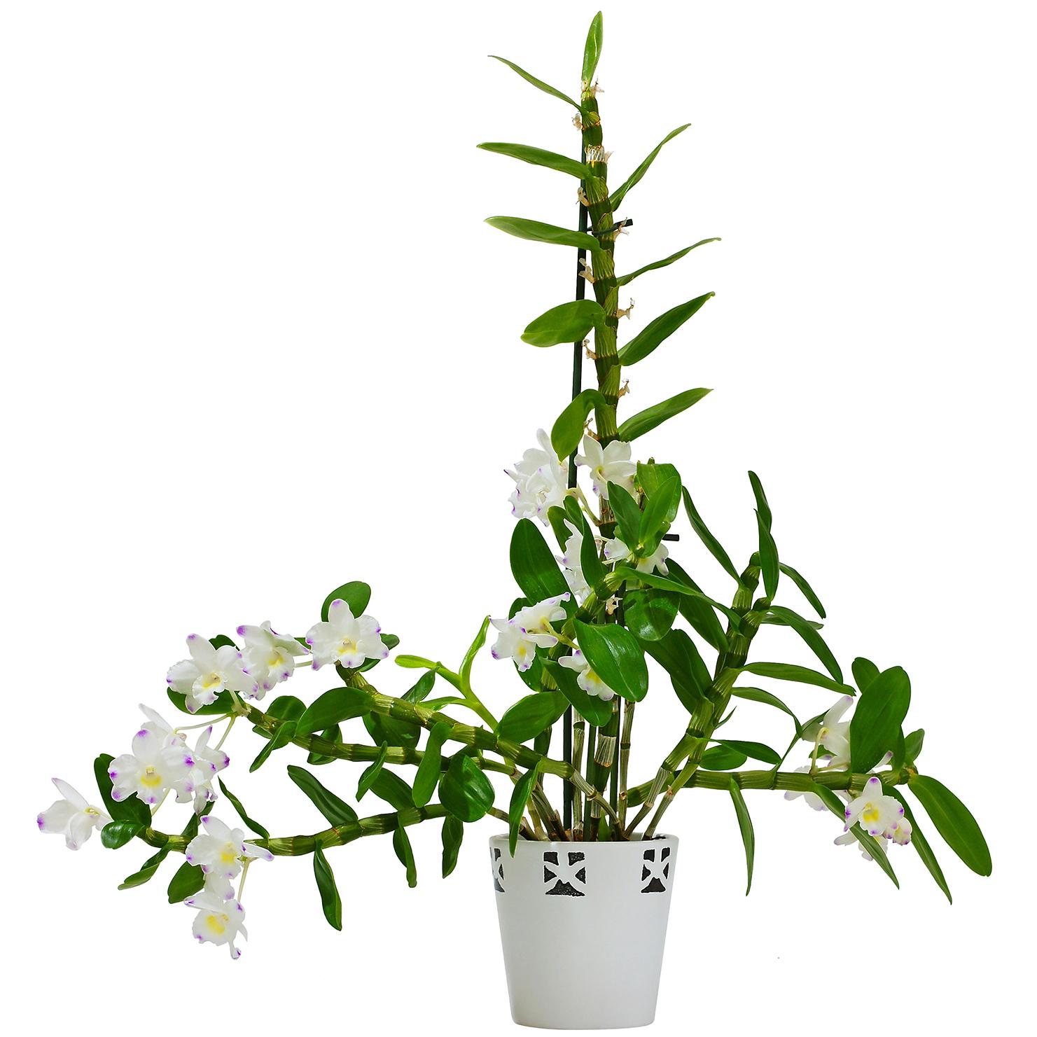 Dendrobium nobile (Kuva: Adobe Stock)