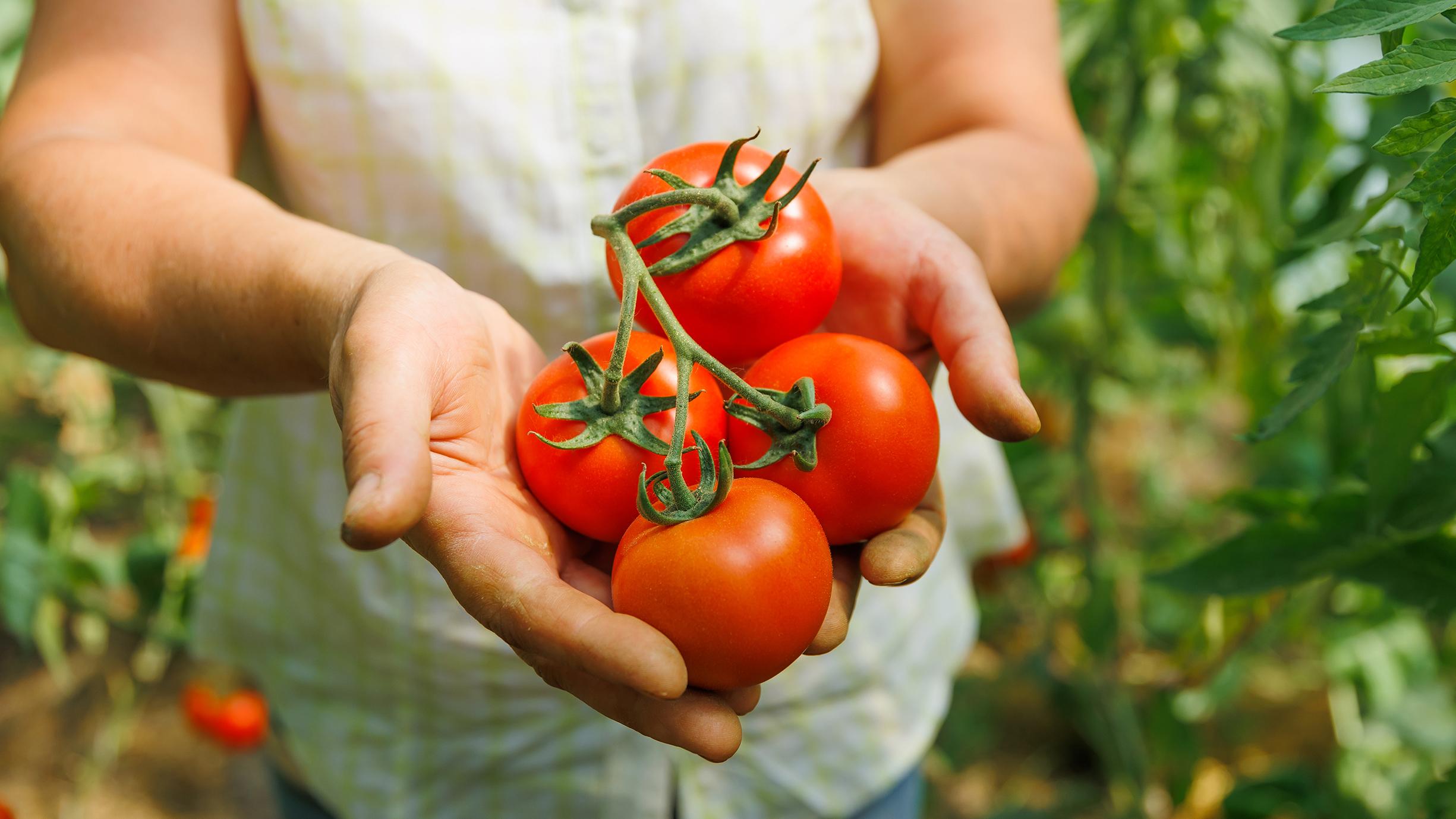 Vastapoimittuja tomaatteja