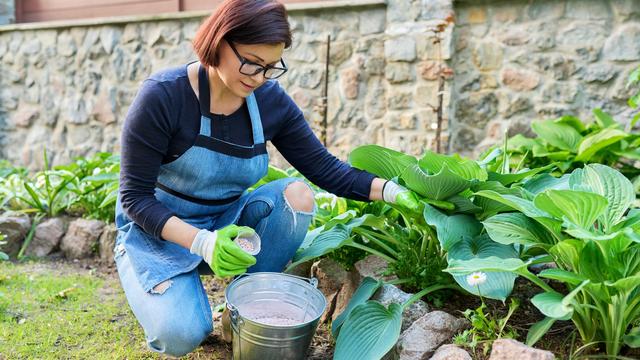Nainen hoitaa puutarhaistutuksia