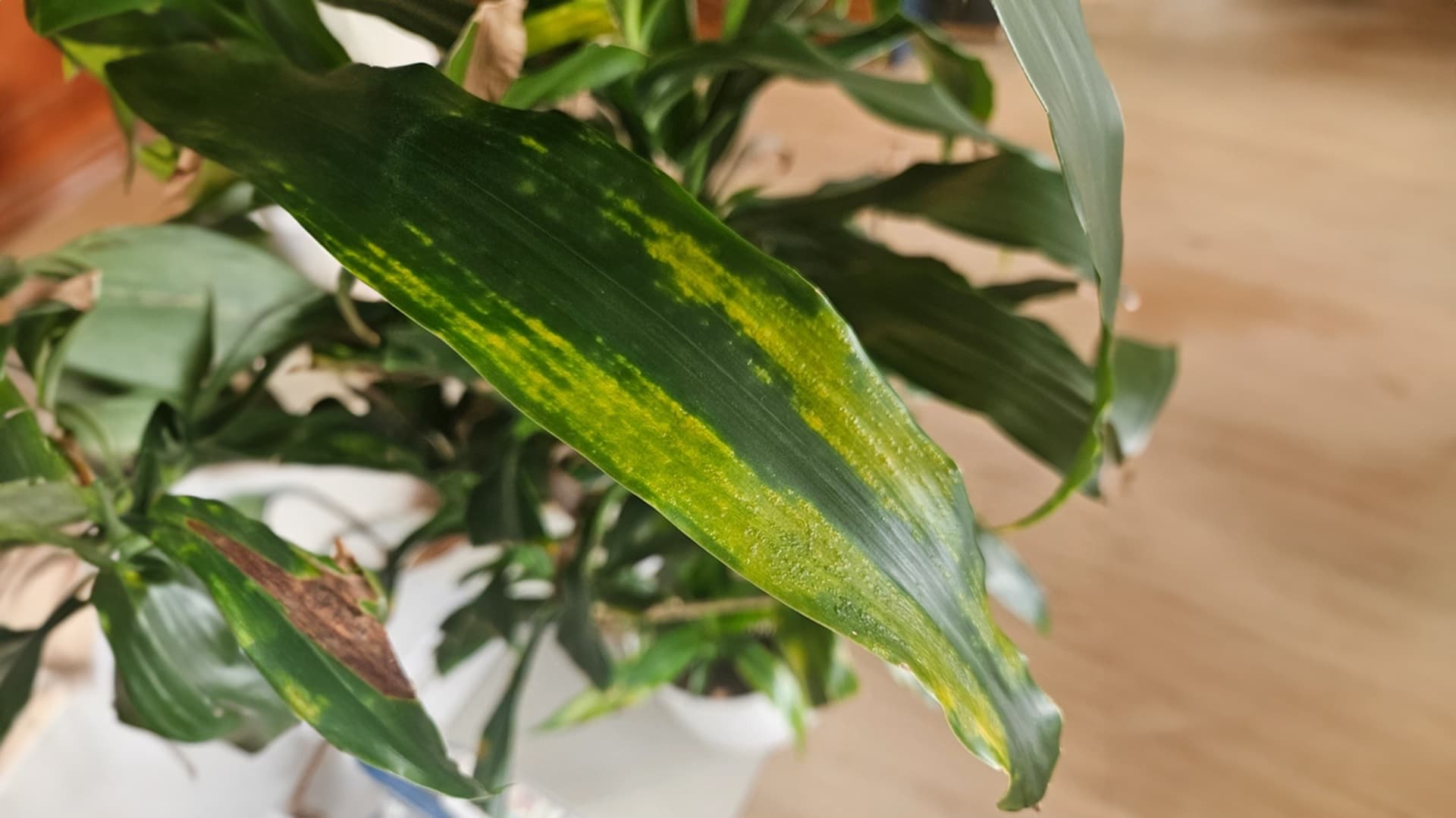 Traakkipuu nuutuu tai kellastuu – syyt ja helpot hoitokeinot kotikasville: Asiantuntija vastaa