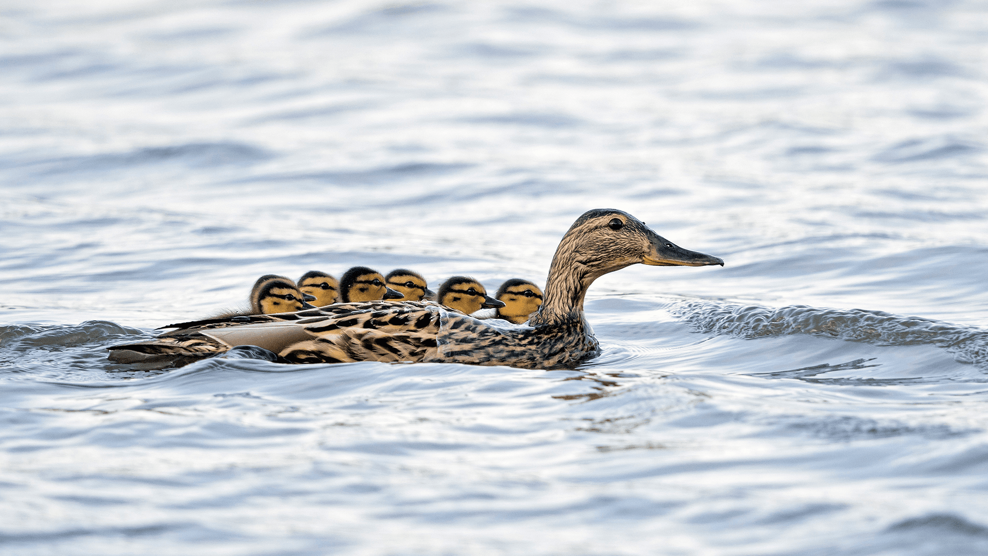 <p data-block-key="1407u">Huolestunut sinisorsaemo liukuu vedenpintaa pitkin matalana, yrittäen pitää poikasensa turvassa. Jos vesiskootteri lähestyy kovalla vauhdilla, poikue voi hajaantua ja päätyä helposti petojen saaliiksi. (Kuva: Ari Seppä, Vastavalo)</p>
