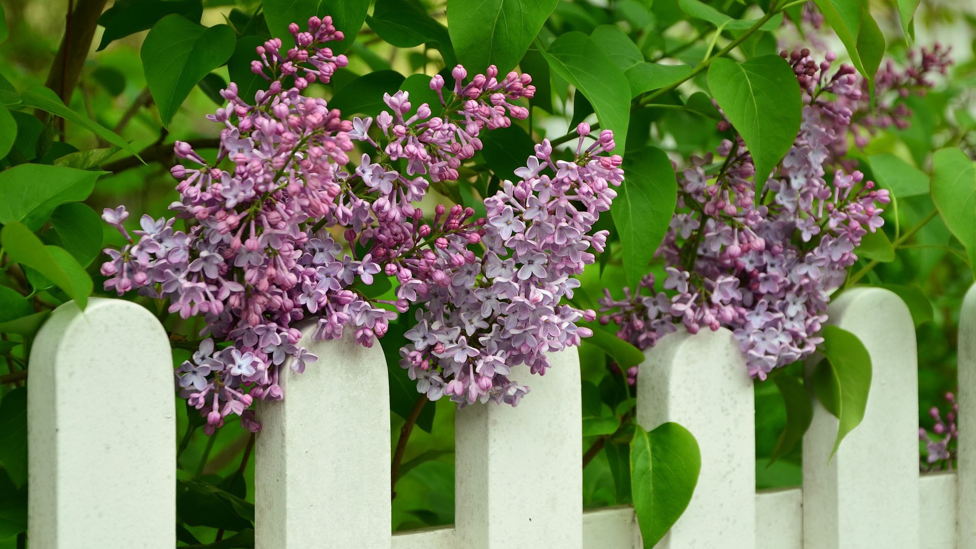 1920 lilac-747862_1920