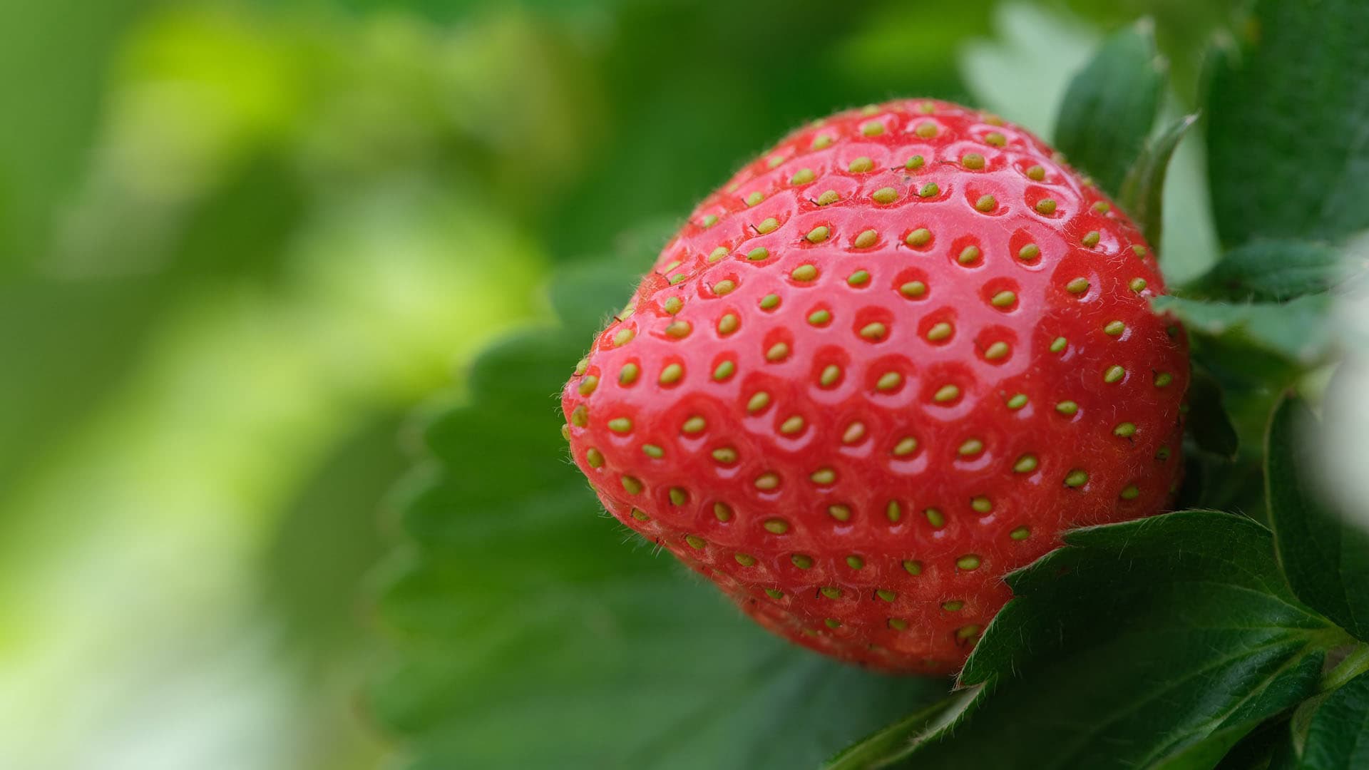 Sato suoraan amppelista – napostelupuutarha myös parvekkeelle