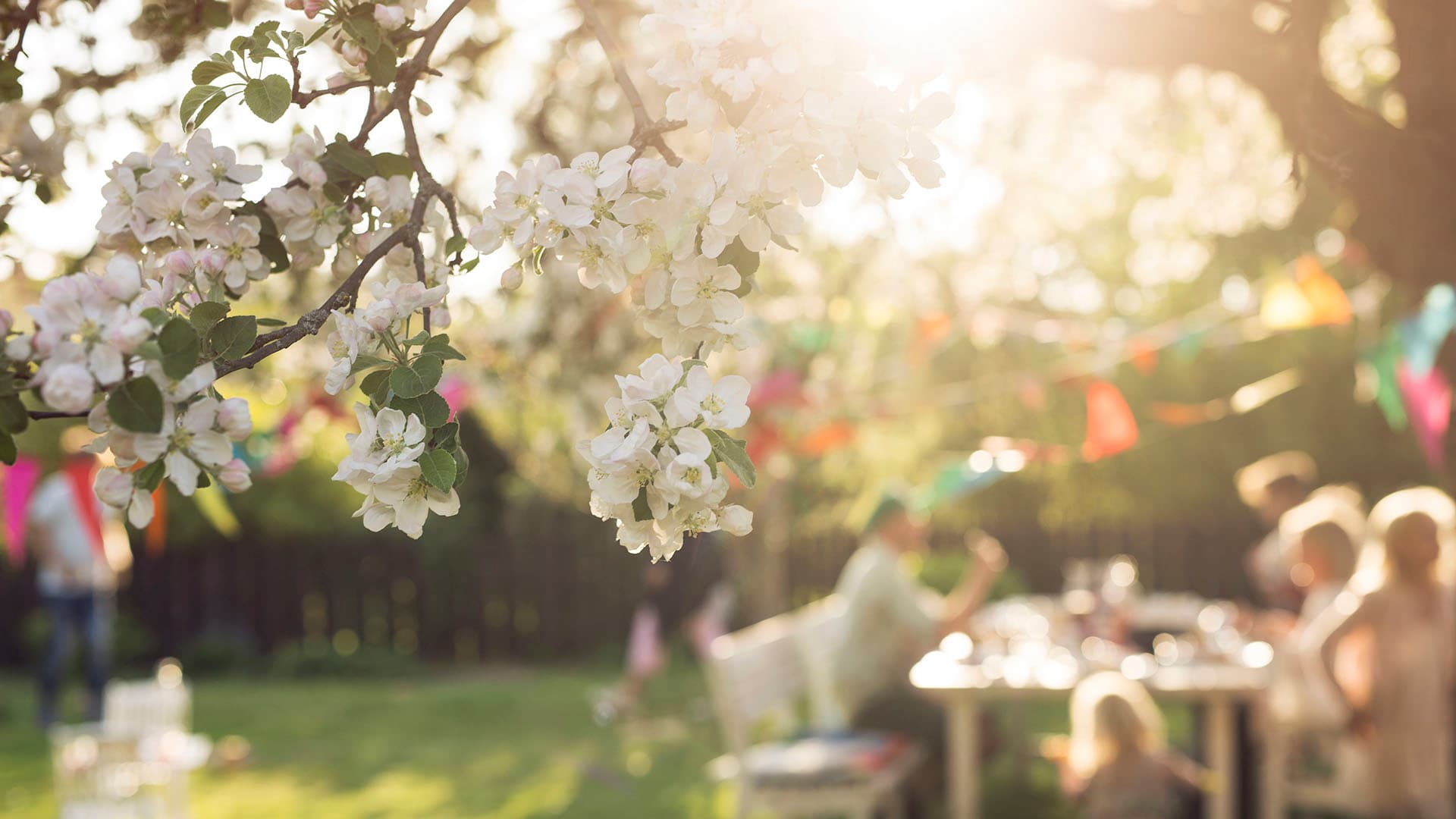 Omenapuun villiversot kuriin – älä anna perusrungon ottaa valtaa – asiantuntija vastaa
