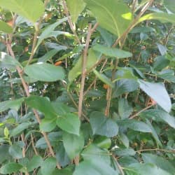 Lukijan kuva marja-aroniasta 1