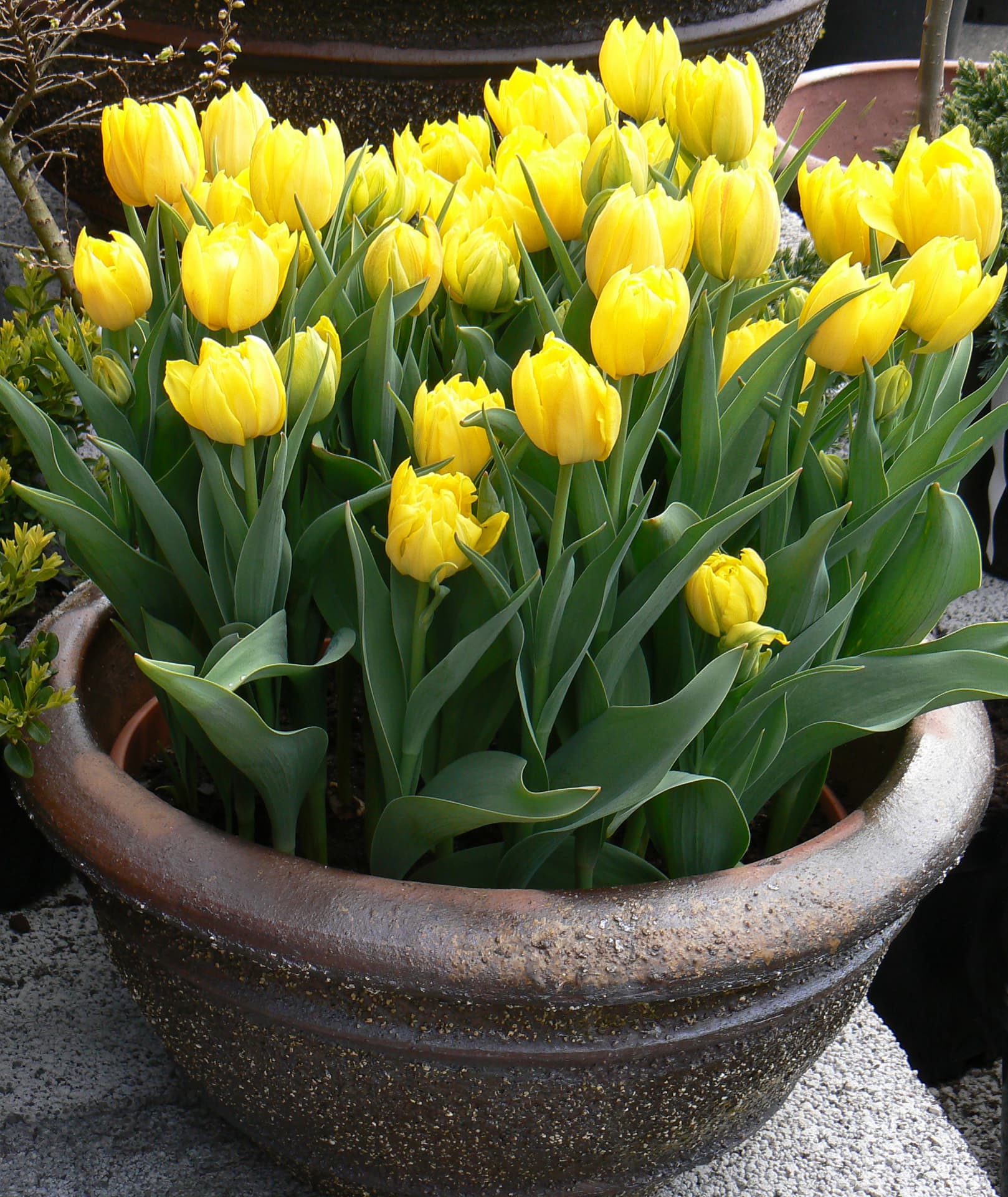 <p data-block-key="r3rm6">Tulppaani Monte Carlo</p>