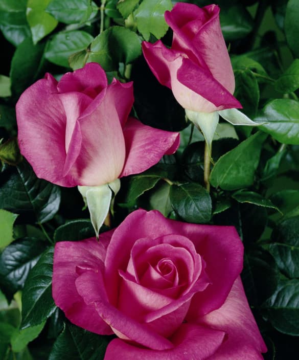<p data-block-key="q67pq">Tantop Royal Lady Like</p>
