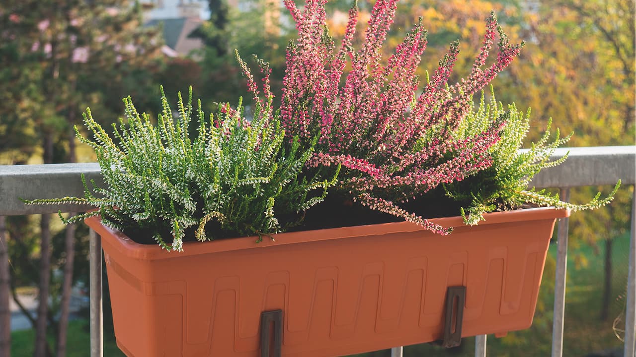 Kesäkukkien tilalle syksyn suloisuudet – parveke uuteen loistoon