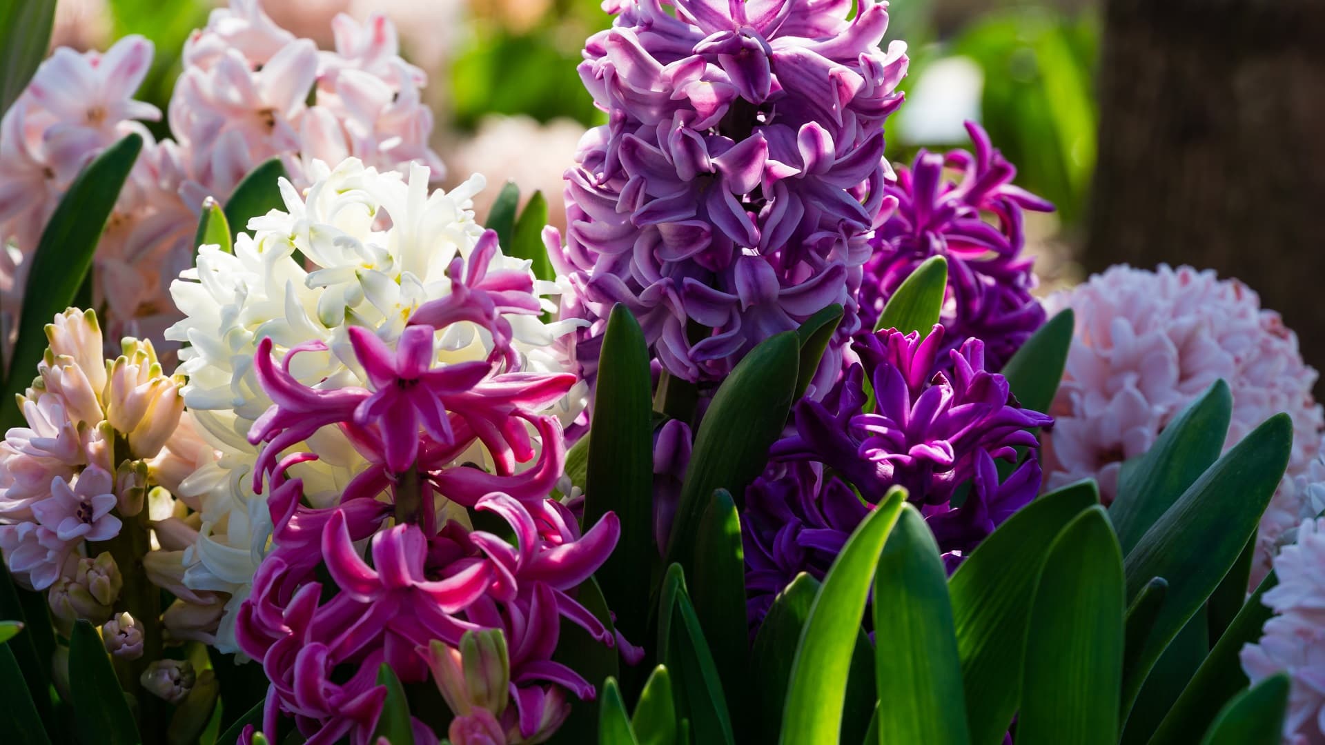 Hyasintti on helppo joulukukka