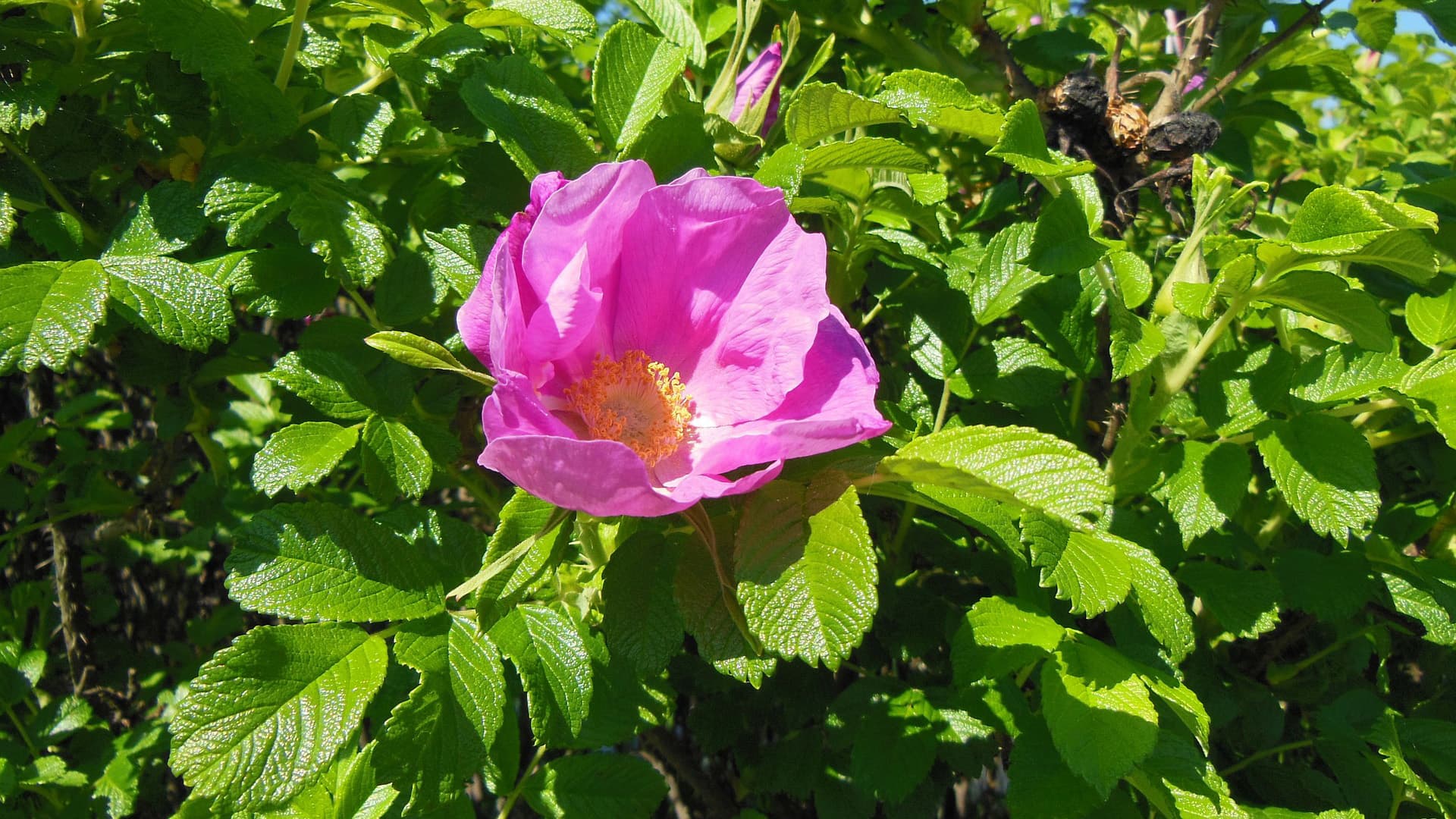 Kurtturuusu_Rosa rugosa
