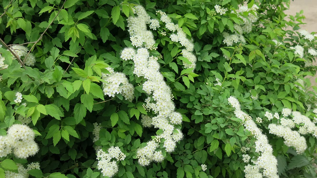 virpiangervo Spiraea chamaedryfolia