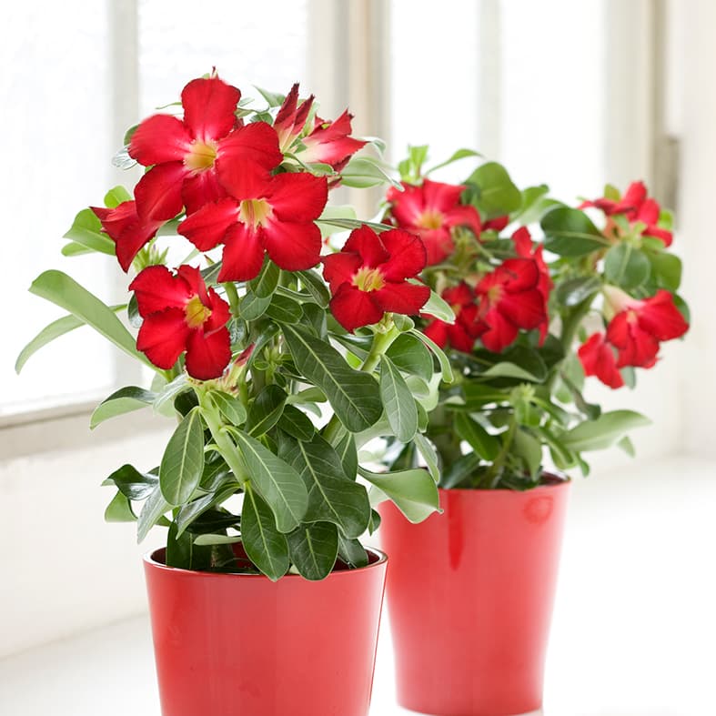 <p data-block-key="guz2e">Adenia (Adenium obesum) pärjää niukalla kastelulla. (Kuva: Floradania)</p>