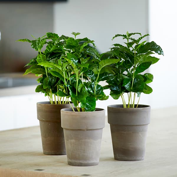 <p data-block-key="7hser">Arabiankahvi (Coffea arabica) vaatii runsasta kastelua. (Kuva: Floradania)</p>