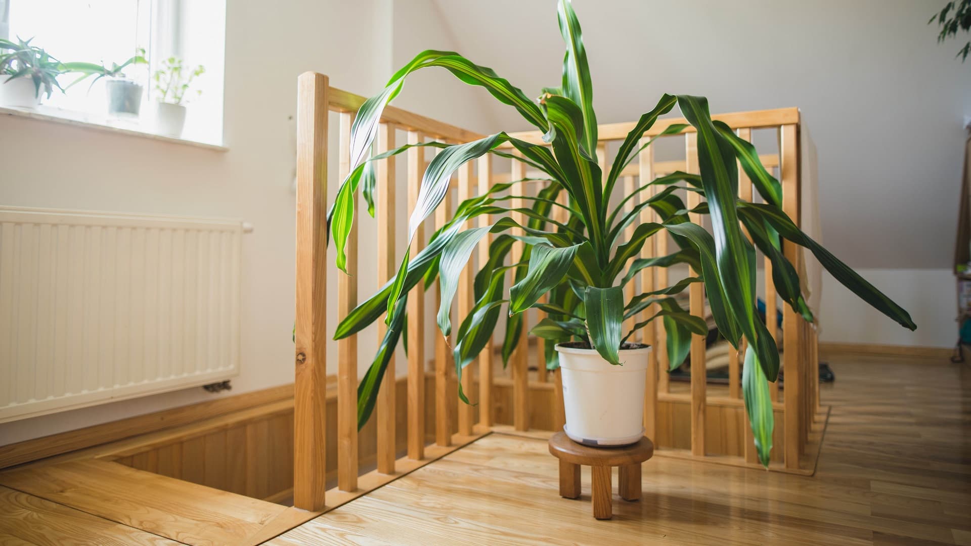 <p data-block-key="ef55u">Tuoksutraakkipuu (Dracaena fragrans). (Kuva: Shutterstock)</p>