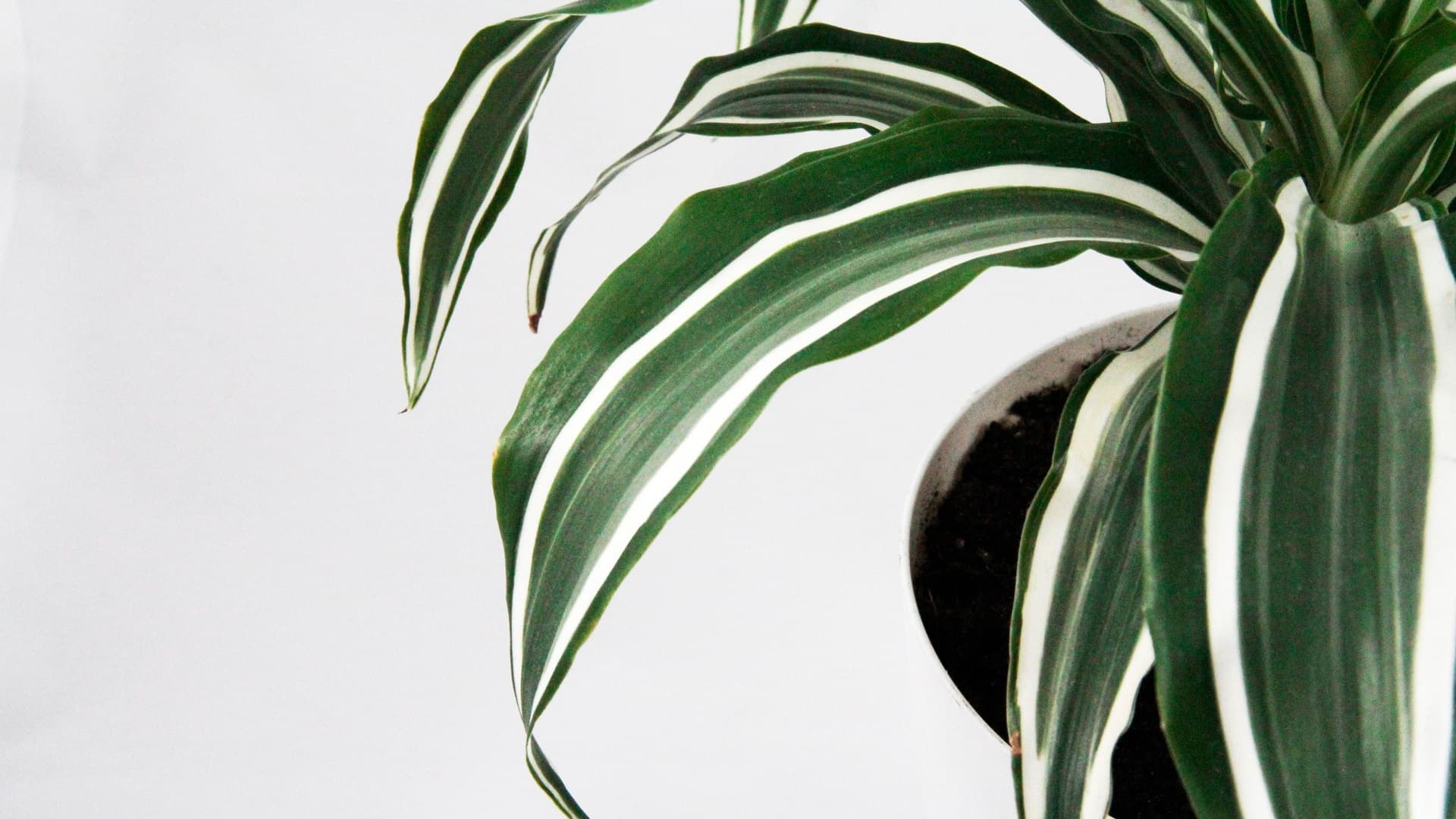 <p data-block-key="s958f">Supputraakkipuu kuuluu nykyisessä luokittelussa tuoksutraakkipuun (Dracaena fragrans) lajikeryhmään. (Kuva: Shutterstock)</p>