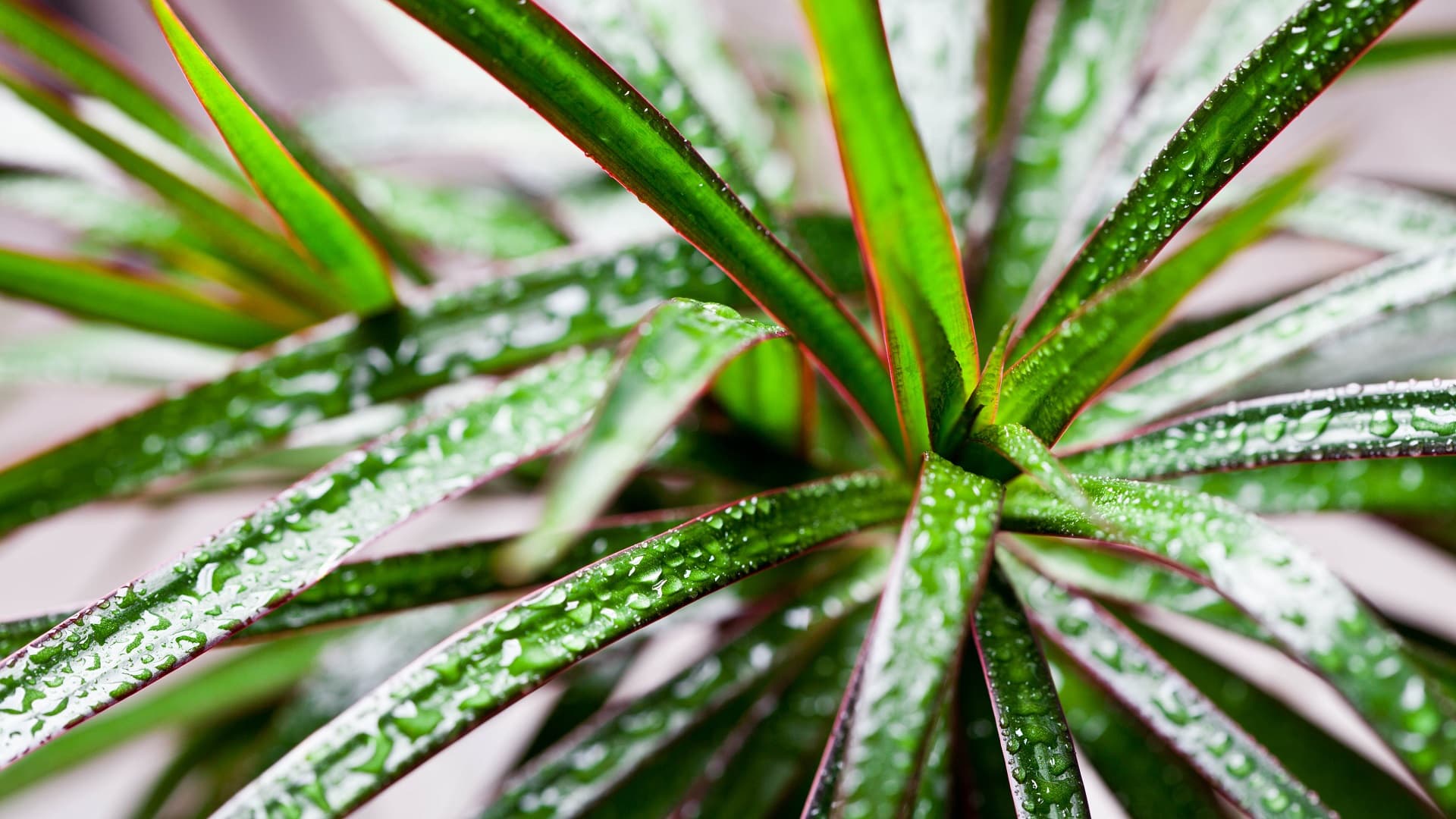 <p data-block-key="dnk21">Reunustraakkipuu (Dracaena reflexa var. angustifolia, aiemmin Dracaena marginata). (Kuva: Shutterstock)</p>