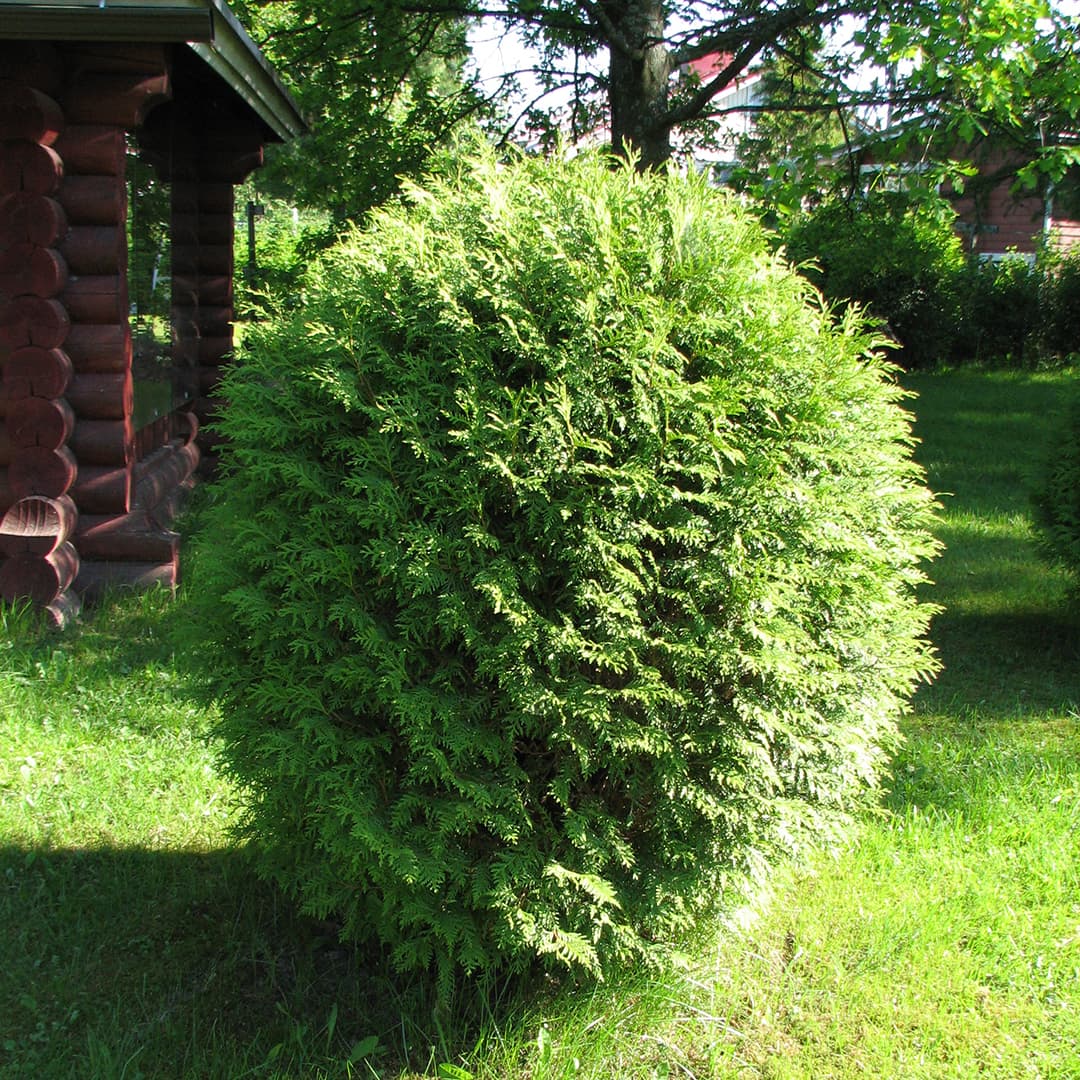 <p data-block-key="hb847">Pallotuija 'Danica'. (Kuva: M. W.)</p>