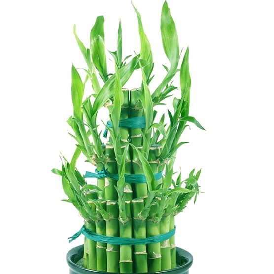 <p data-block-key="1gtkl">Kiemurainen onnenbambu (<i>Dracaena sanderiana</i>) viihtyy runsaassa hajavalossa ja tasaisissa huoneoloissa. (Kuva: Shutterstock)</p>