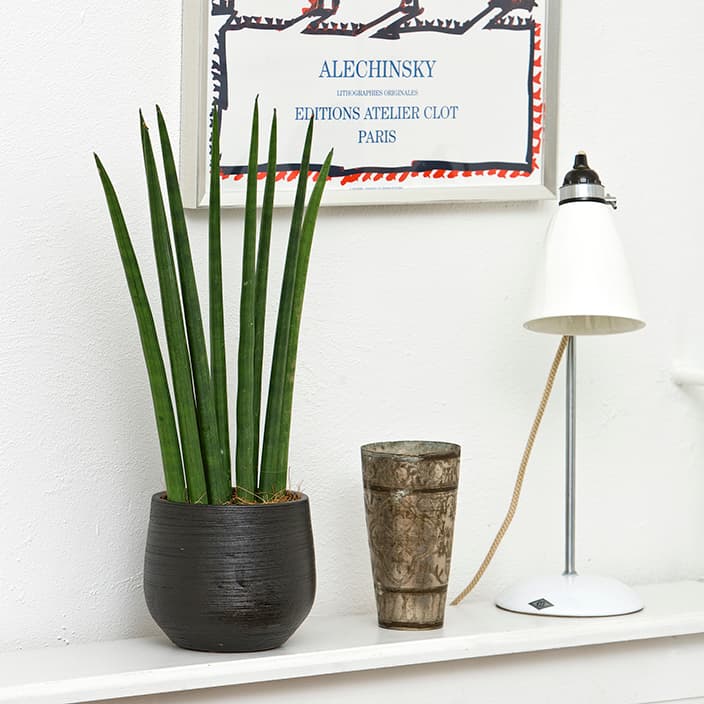 <p data-block-key="vgkuj">Keihäsanopinkieli (Dracaena angolensis, aiemmin Sansevieria cylindrica) sietää hyvin kuivuutta ja viihtyy ilmavassa, hyvin vettä läpäisevässä kasvualustassa. (Kuva: Floradania)</p>