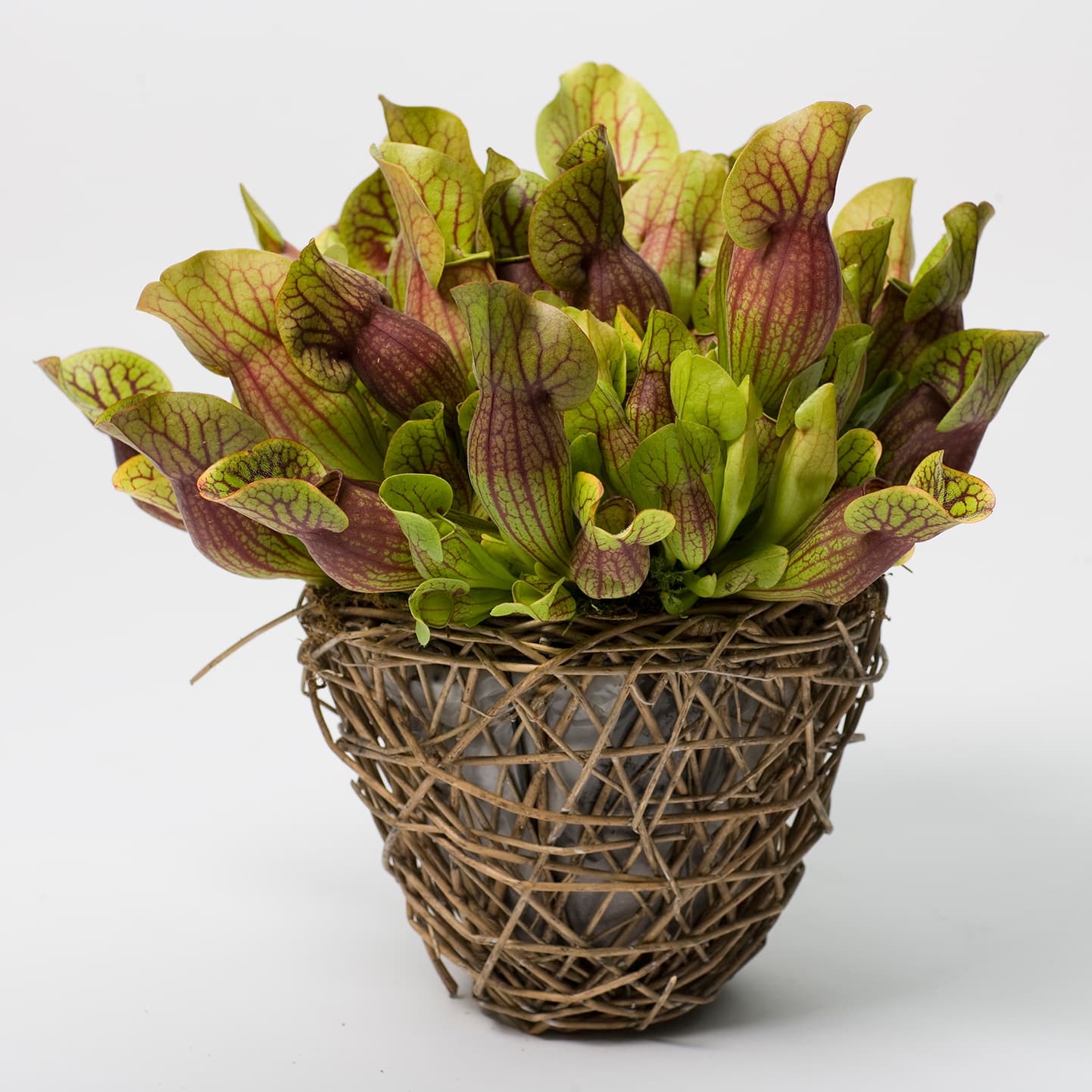 <p data-block-key="s6kef">Tötterölehti (<i>Sarracenia purpurea</i>) on Pohjois-Amerikasta kotoisin oleva lihansyöjäkasvi, joka tarvitsee runsaasti valoa, kalkitonta vettä ja niukkaravinteisen kasvualustan. (Kuva: Floradania)</p>