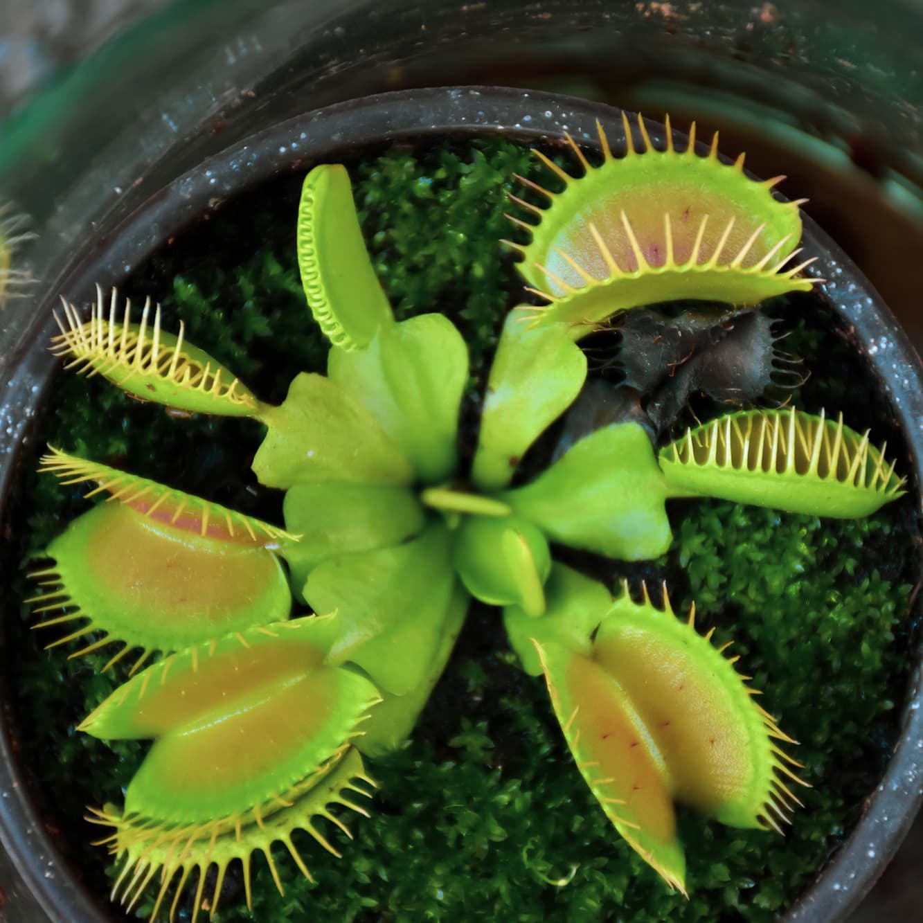 <p data-block-key="ostmh">Kärpäsloukku (Dionaea muscipula) tarvitsee runsaasti valoa, kalkitonta vettä ja viileän talvilevon. Kasvia ei lannoiteta. (Kuva: Floradania)</p>