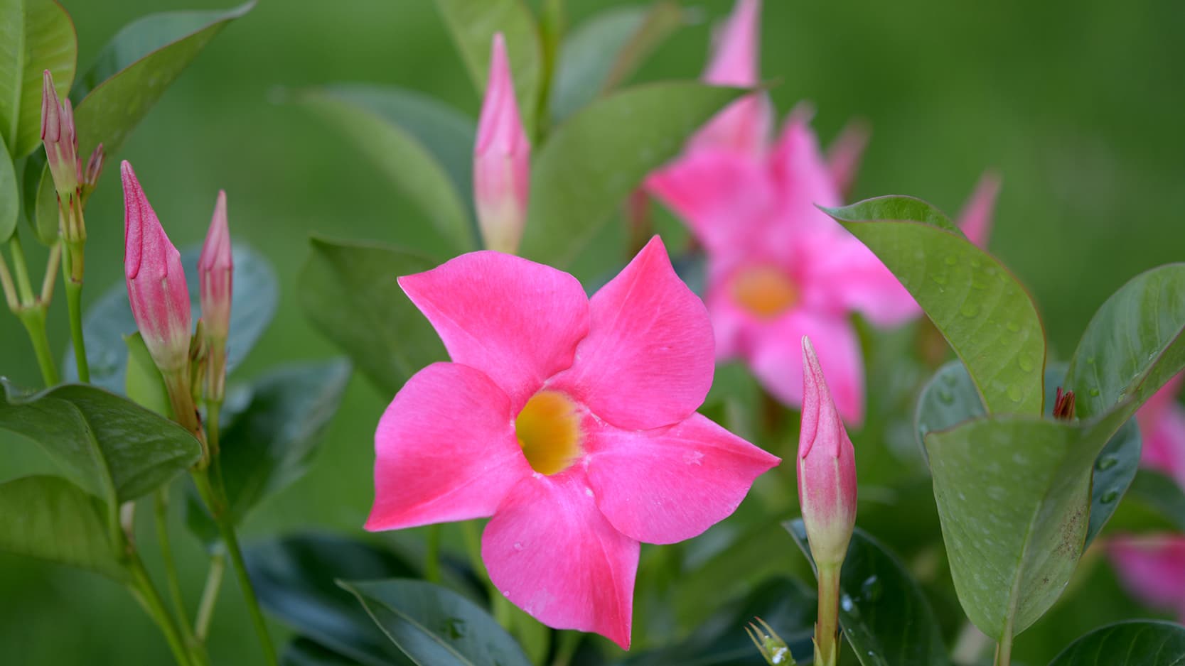 <p data-block-key="cnxsw">Tippuvatko maljaköynnöksen nuput? Tarkista kasvupaikan valoisuus, lämpötila ja kastelu sekä kasvin mahdolliset tuholaiset. (Kuva: Shutterstock)</p>