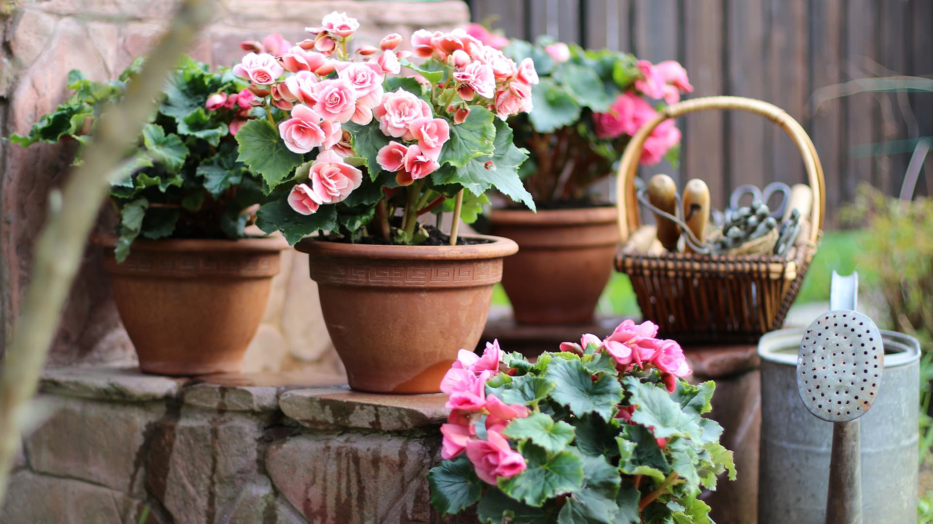 <p data-block-key="80huf">Begonia (Kuva: Shutterstock)</p>