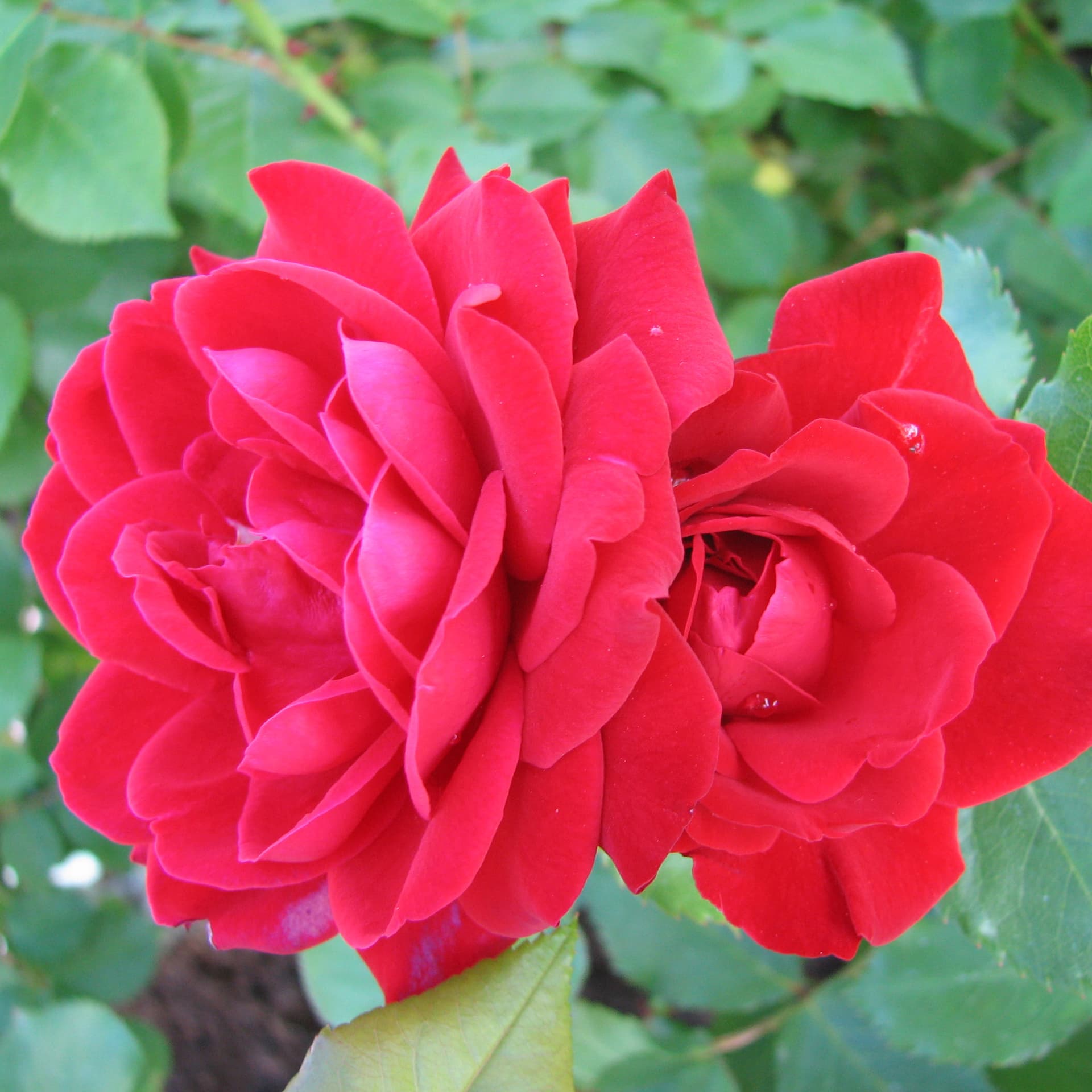 <p data-block-key="ov3qn">Rosa Floribunda-ryhmän 'Nina Weibull' on suosittu tertturuusu, joka kukkii runsaasti kirkkaanpunaisin kukin lähes koko kesän aina syksyyn saakka. (Kuva: Puutarha.net)</p>