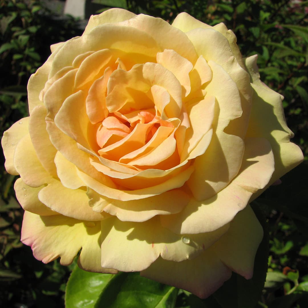 <p data-block-key="e58ja">Rosa Teeristeymä-ryhmän 'Peace' on yksi tunnetuimmista teehybridiruusuista. Sen suuret, vaaleankeltaiset ja punertavareunaiset kukat sopivat näyttäväksi katseenvangitsijaksi aurinkoiseen istutusalueeseen. (Kuva: Puutarha.net)</p>
