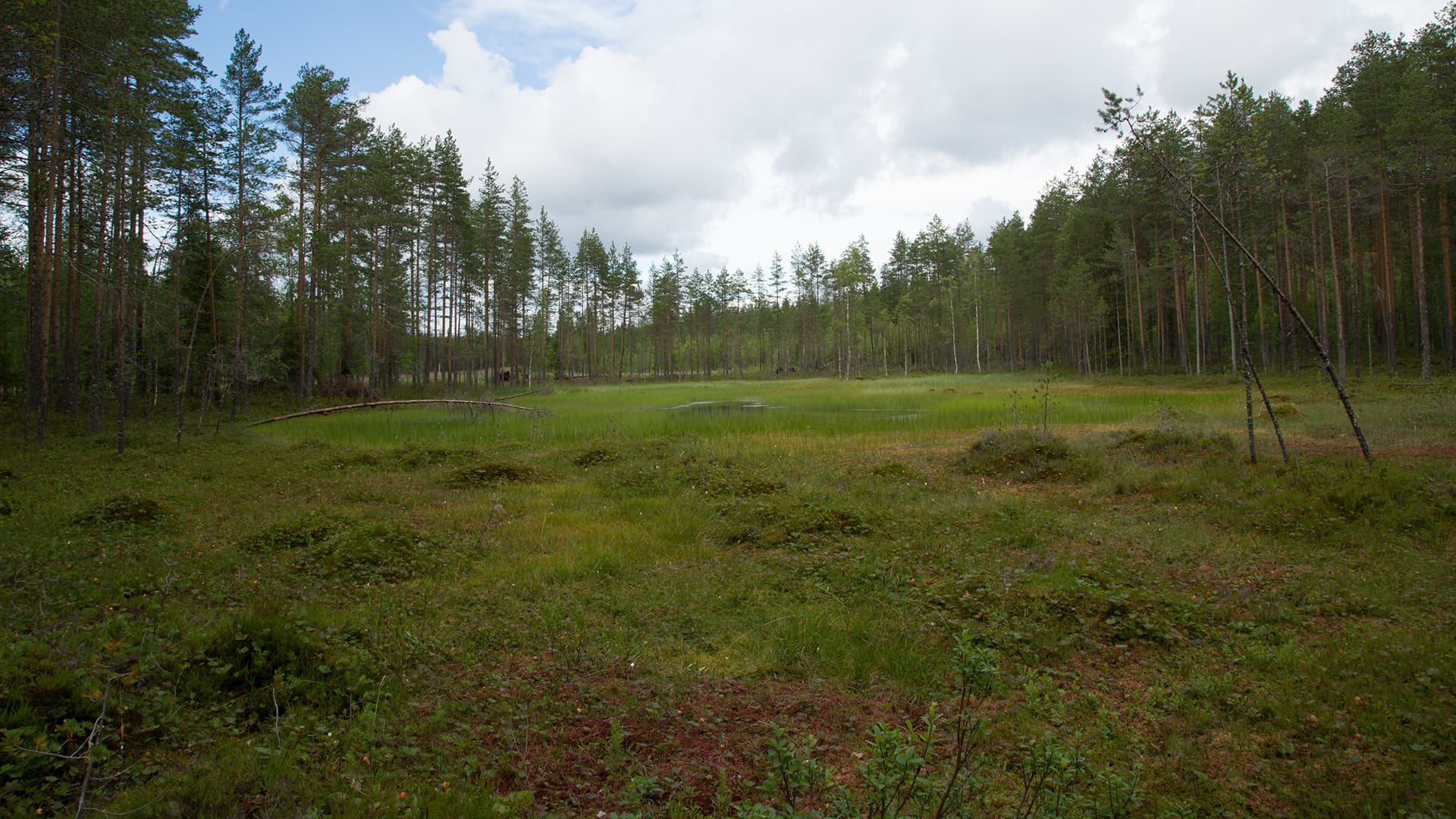 <p data-block-key="vlk74">Lakan tyypillinen kasvuympäristö. (Kuva: Adobe Stock)</p>