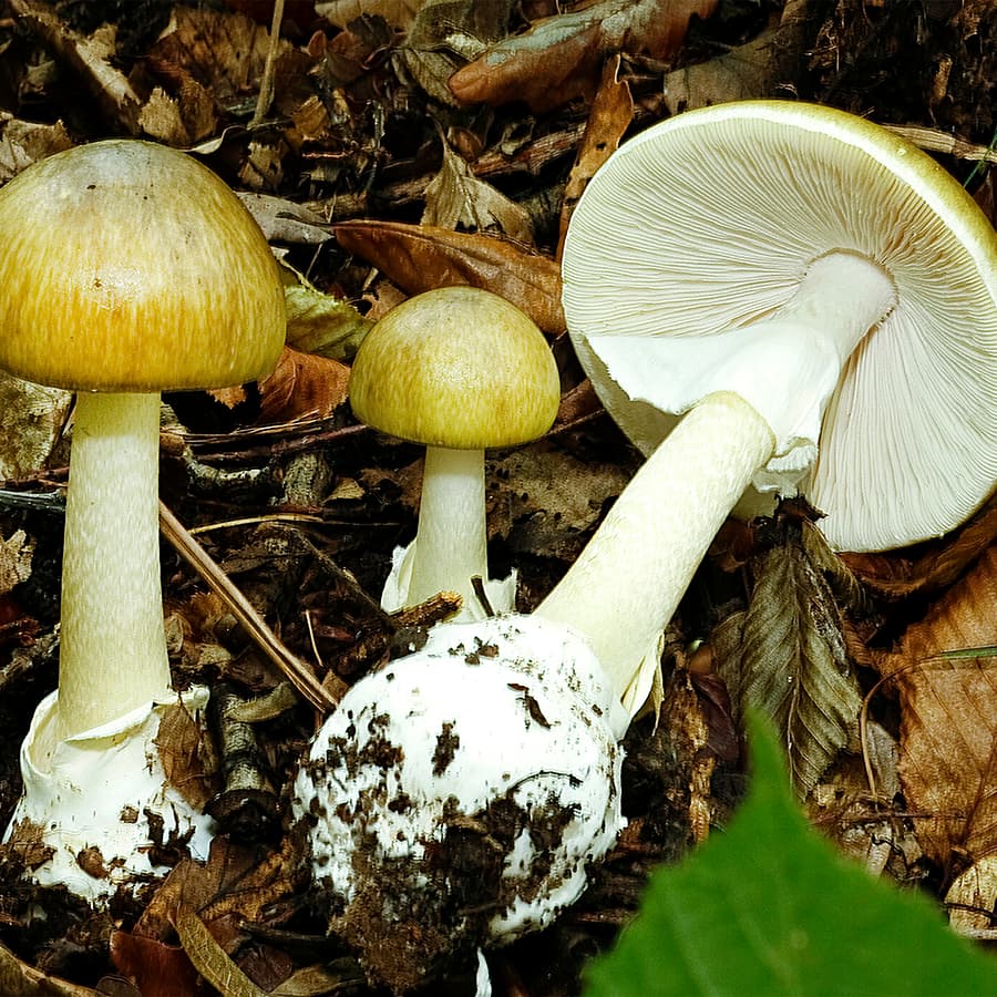 <p data-block-key="jxclj">Kavalakärpässieni (Amanita phalloides). (Kuva: Shutterstock)</p>