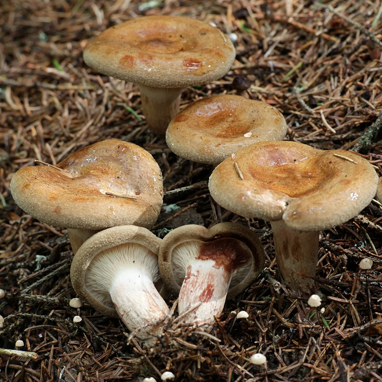 <p data-block-key="jyzkj">Pulkkosieni (Paxillus involutus). (Kuva: Adobe Stock)</p>