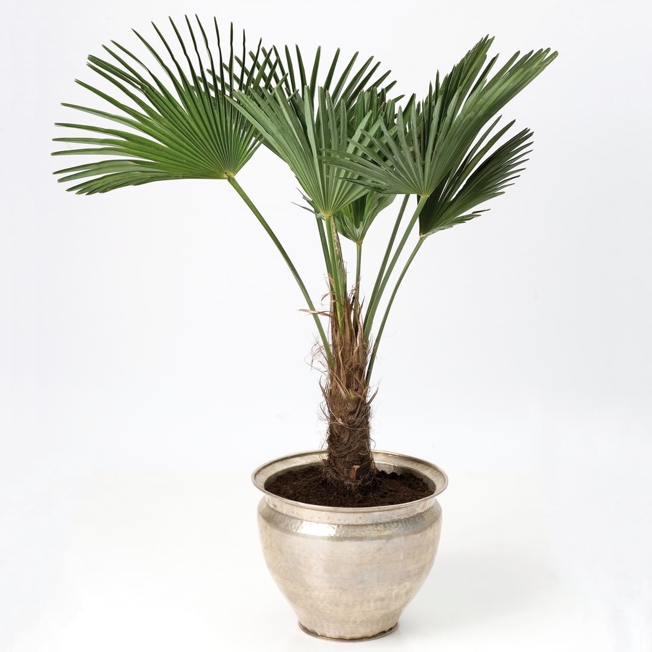 <p data-block-key="xv6je">Kuitupalmu (<i>Trachycarpus</i>). (Kuva: Floradania)</p>
