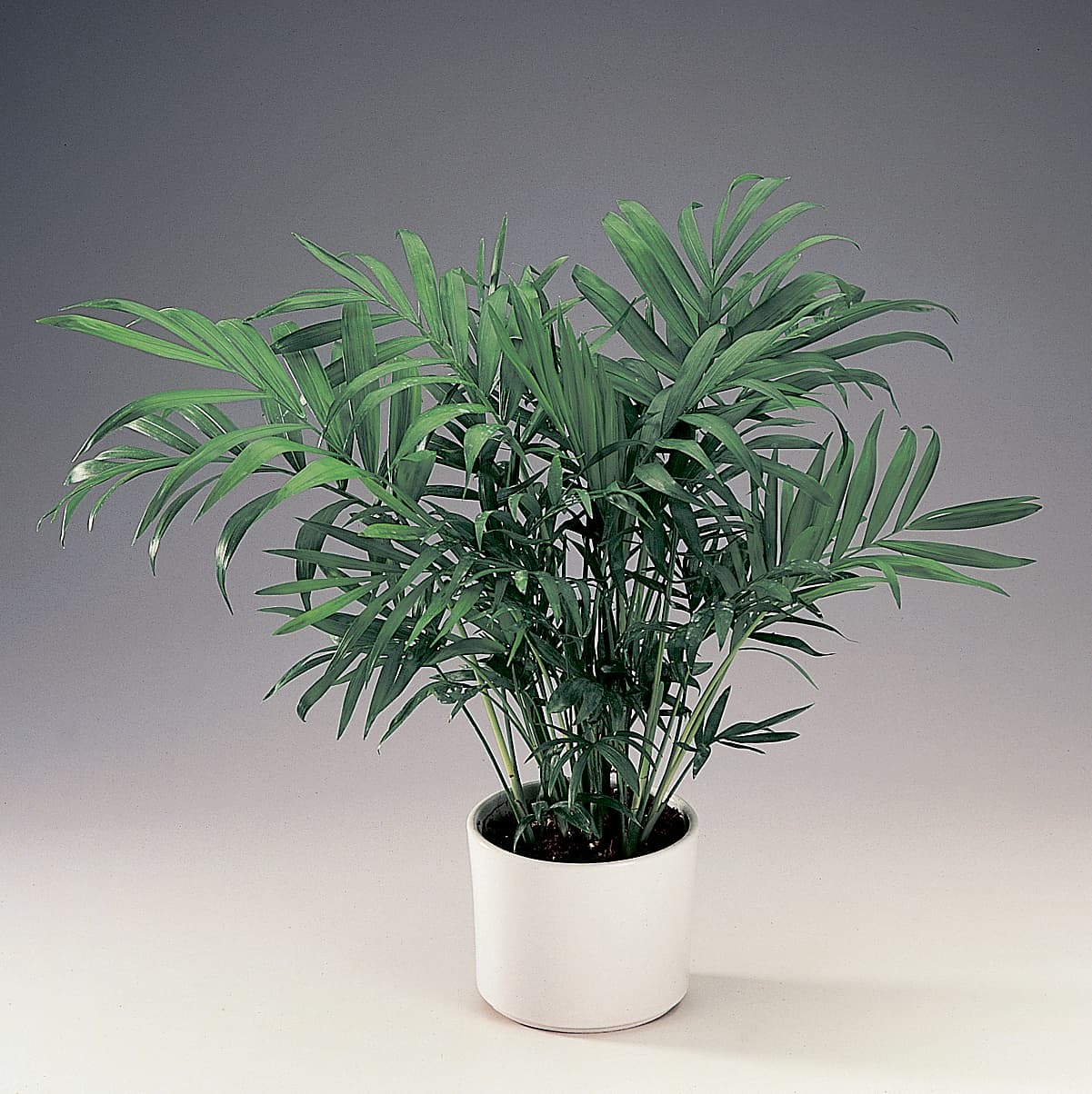 <p data-block-key="xv6je">Vuoripalmu (Chamaedorea). (Kuva: Floradania)</p>